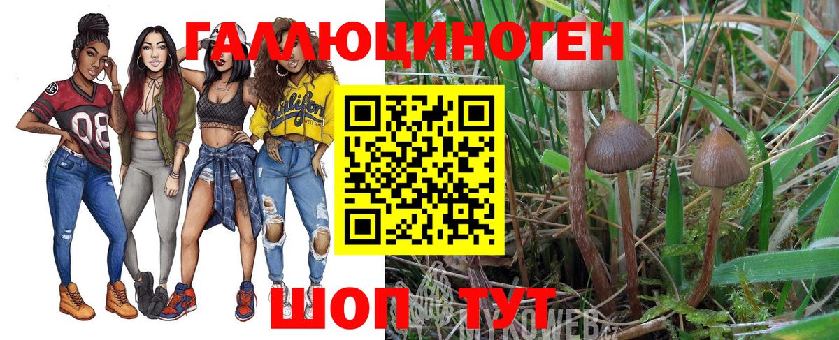 Псилоцибиновые грибы Psilocybe Саки