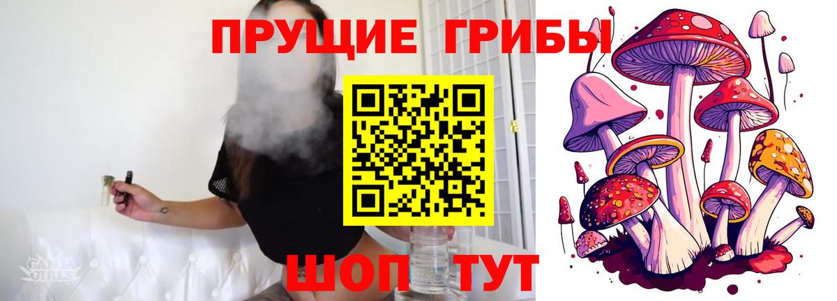 Галлюциногенные грибы Psilocybe  Саки  купить наркотики сайты  Псилоцибиновые грибы Psilocybine cubensis 